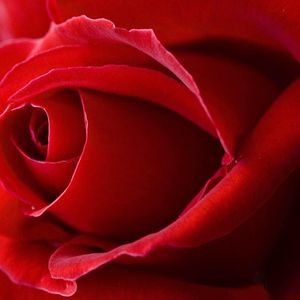 Meet your Posher, Nhung